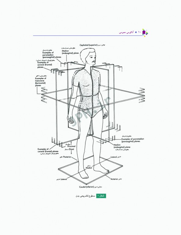 آناتومی عمومی یگانه