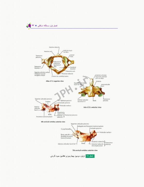 آناتومی عمومی یگانه