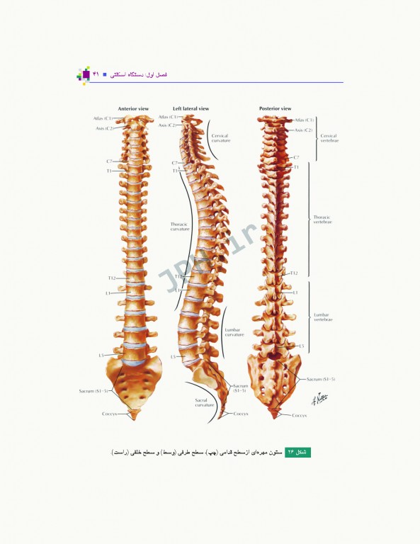 آناتومی عمومی یگانه