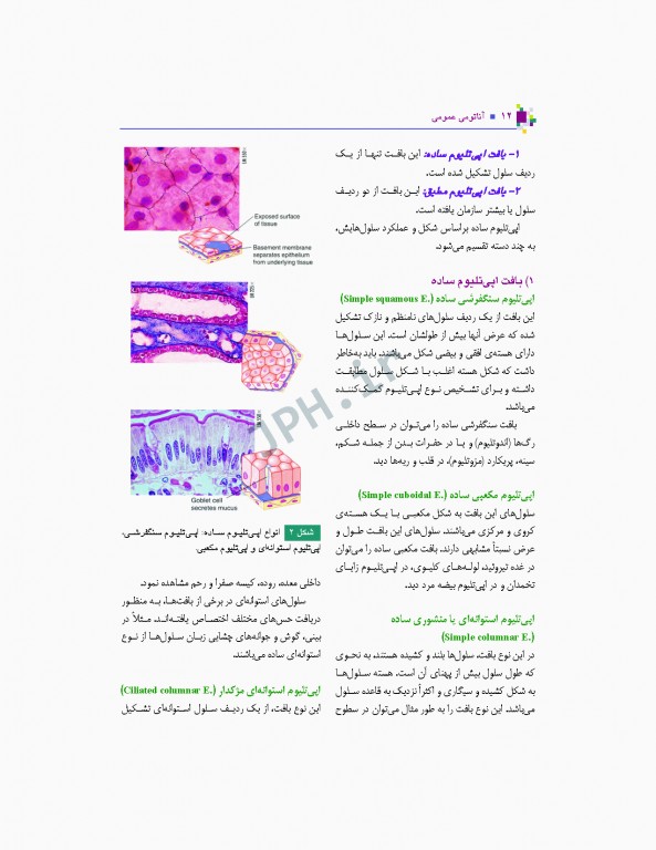 آناتومی عمومی یگانه