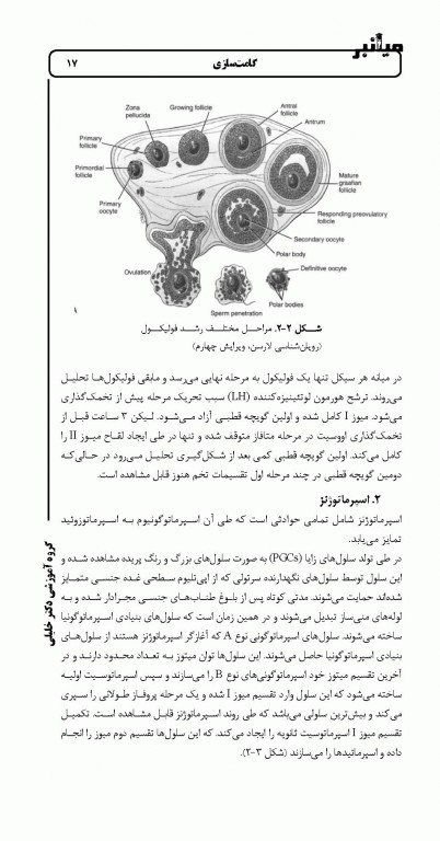 میانبر جنین‌شناسی براساس کتاب لانگمن