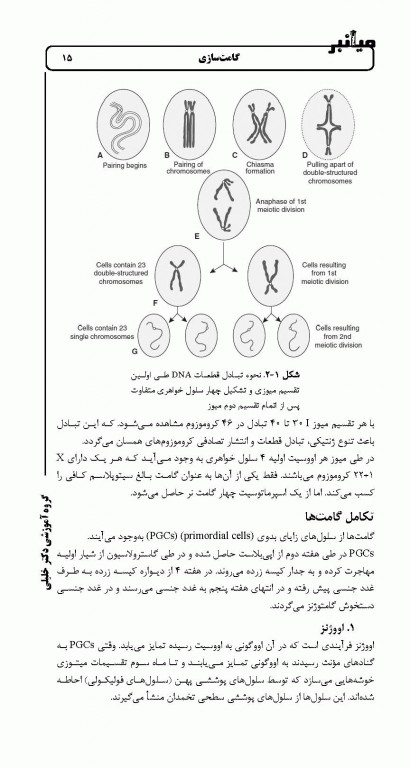 میانبر جنین‌شناسی براساس کتاب لانگمن