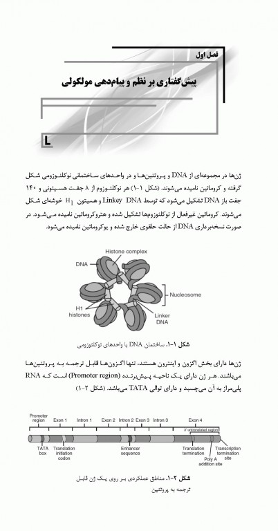 میانبر جنین‌شناسی براساس کتاب لانگمن
