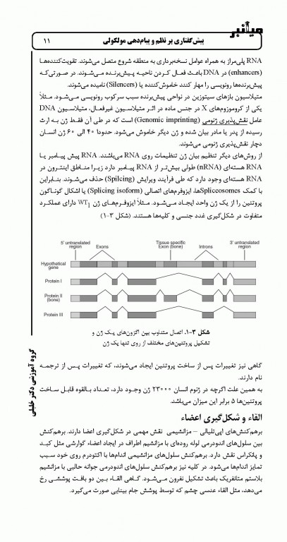 میانبر جنین‌شناسی براساس کتاب لانگمن
