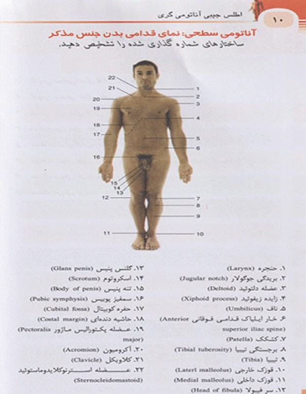 اطلس جیبی آناتومی گری برای دانشجویان 2024 ترجمه دکتر رضا شیرازی