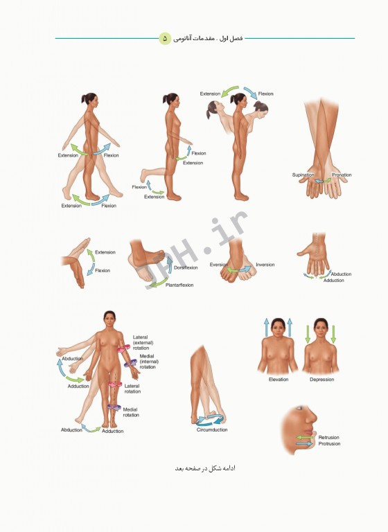 آناتومی برای دانشجویان اتاق عمل با رویکرد بالینی و جراحی جلد اول