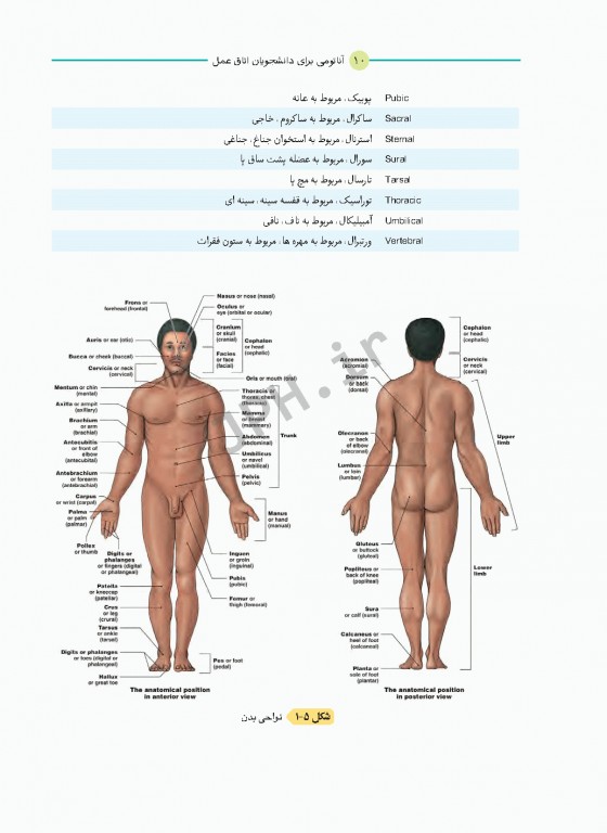 آناتومی برای دانشجویان اتاق عمل با رویکرد بالینی و جراحی جلد اول