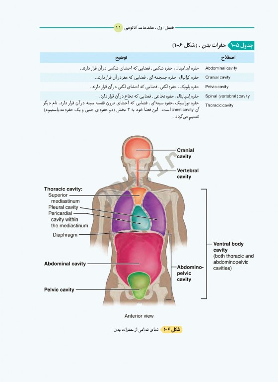 آناتومی برای دانشجویان اتاق عمل با رویکرد بالینی و جراحی جلد اول