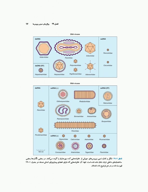 میکروب‌شناسی پزشکی جاوتز 2019 جلد دوم