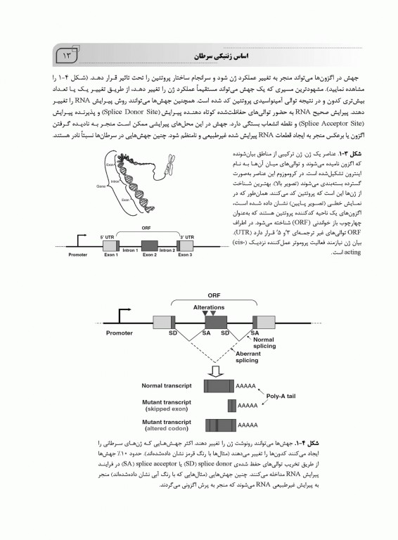 مبانی ژنتیک سرطان Principles of cancer genetics