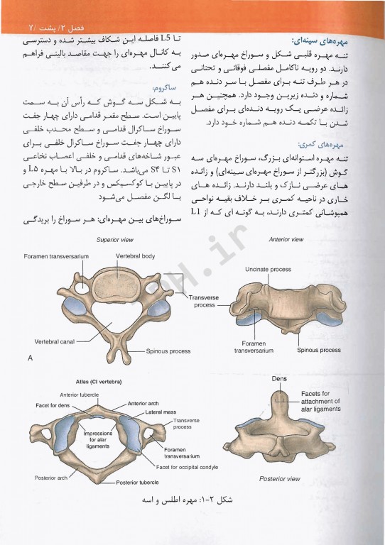 چکیده آناتومی گری 2020 برای دانشجویان مهدی‌زاده