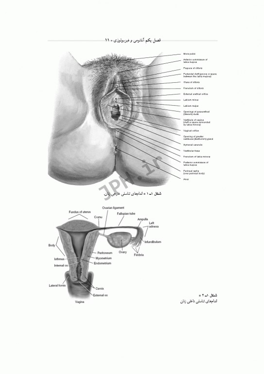 تکنولوژی جراحی زنان و مامایی ساداتی و گلچینی