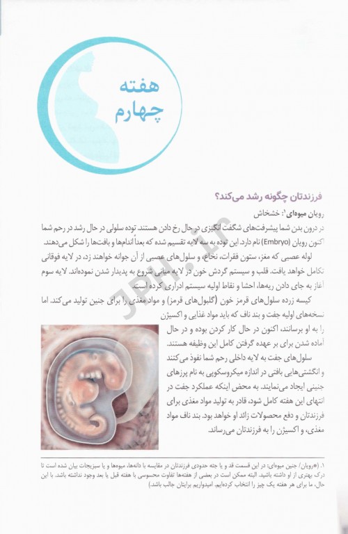 بارداری هفته به هفته