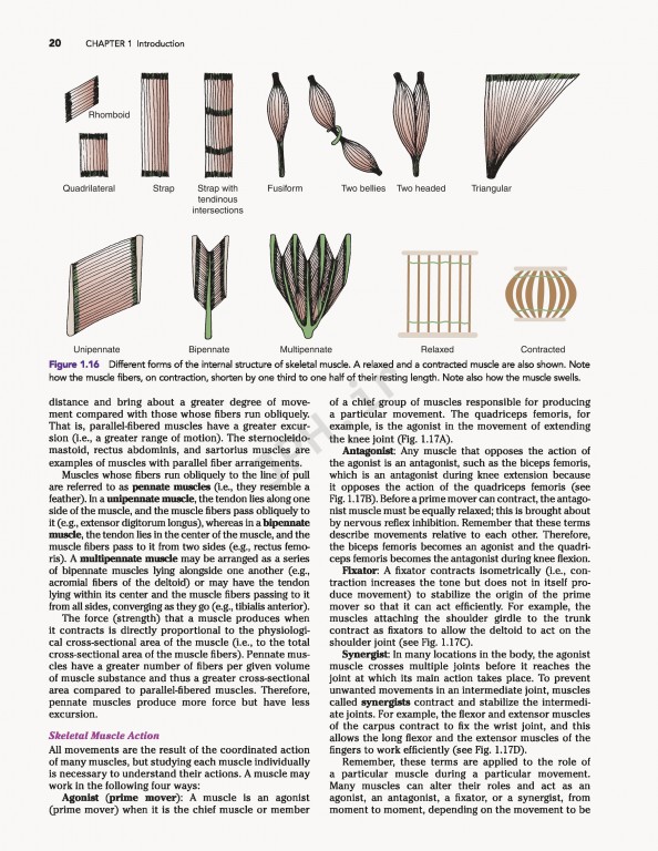 آناتومی بالینی اسنل ویراست دهم | 2019 Snell's Clinical Anatomy by Regions