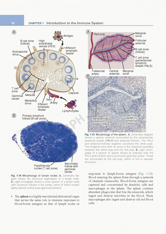 ایمونولوژی پایه ابوالعباس ویرایش ششم | 2020 Basic Immunology Functions and Disorders of the Immune System