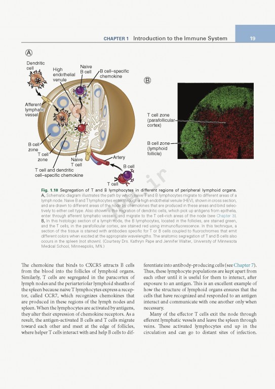 ایمونولوژی پایه ابوالعباس ویرایش ششم | 2020 Basic Immunology Functions and Disorders of the Immune System