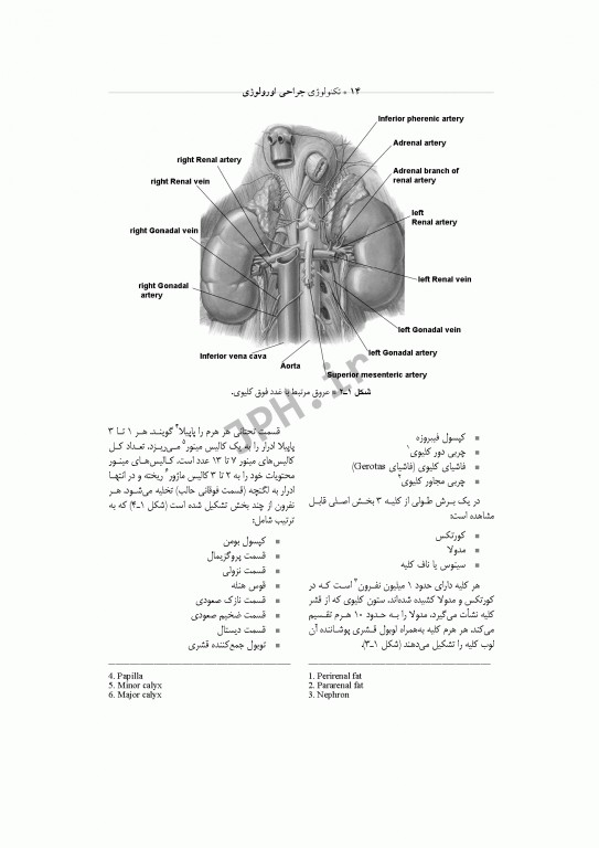 تکنولوژی جراحی اورولوژی ساداتی و گلچینی