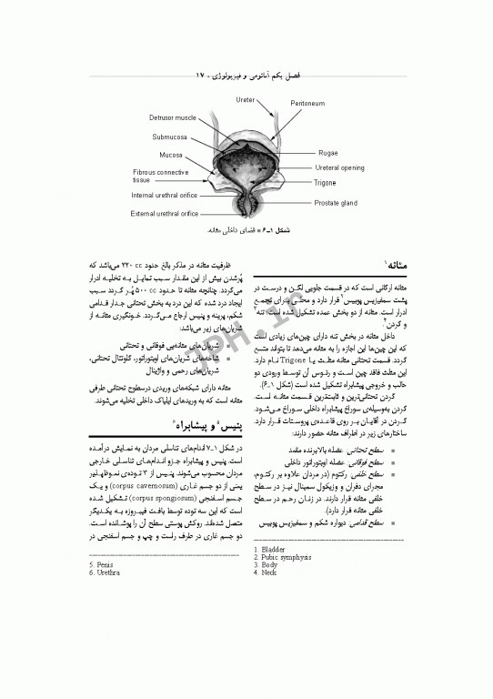 تکنولوژی جراحی اورولوژی ساداتی و گلچینی