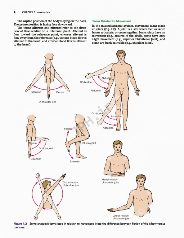 آناتومی بالینی اسنل ویراست دهم | 2019 Snell's Clinical Anatomy by Regions