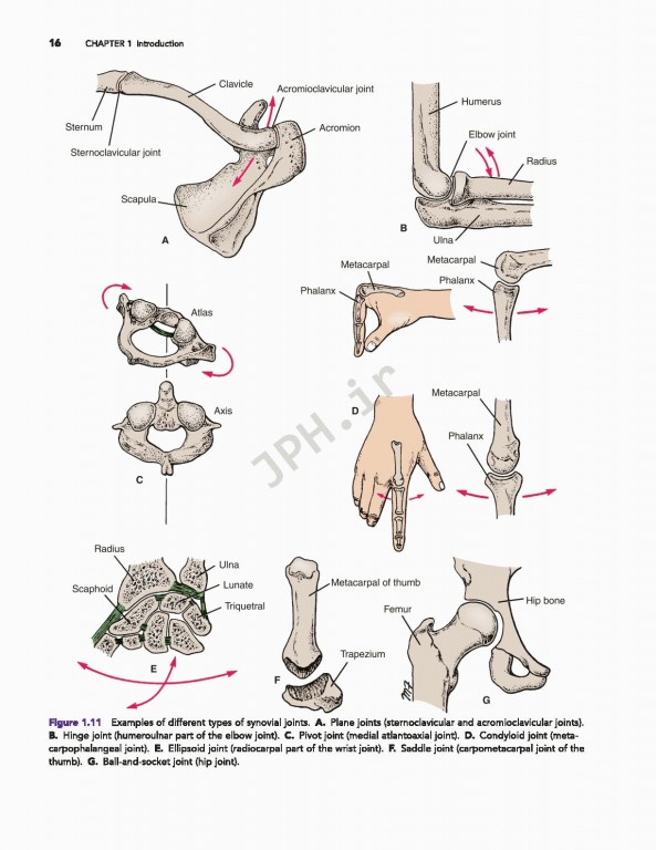 آناتومی بالینی اسنل ویراست دهم | 2019 Snell's Clinical Anatomy by Regions