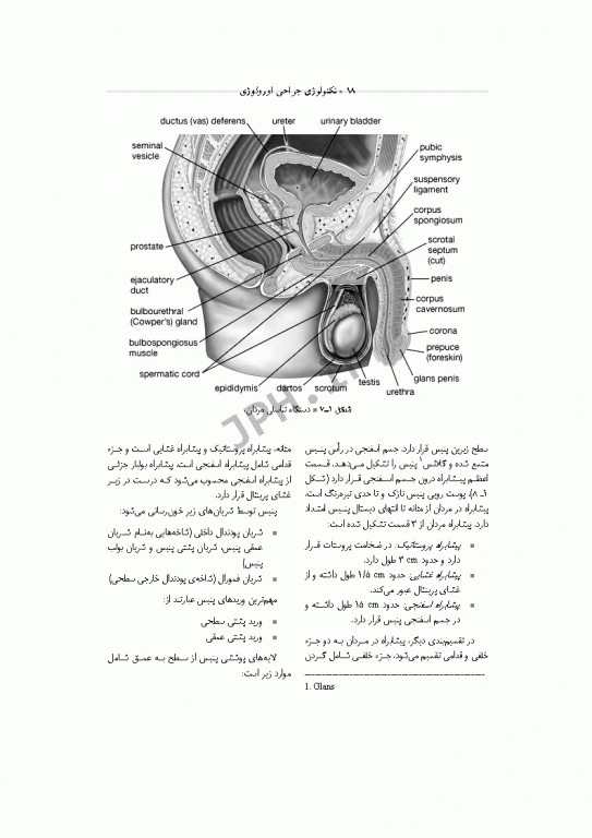 تکنولوژی جراحی اورولوژی ساداتی و گلچینی