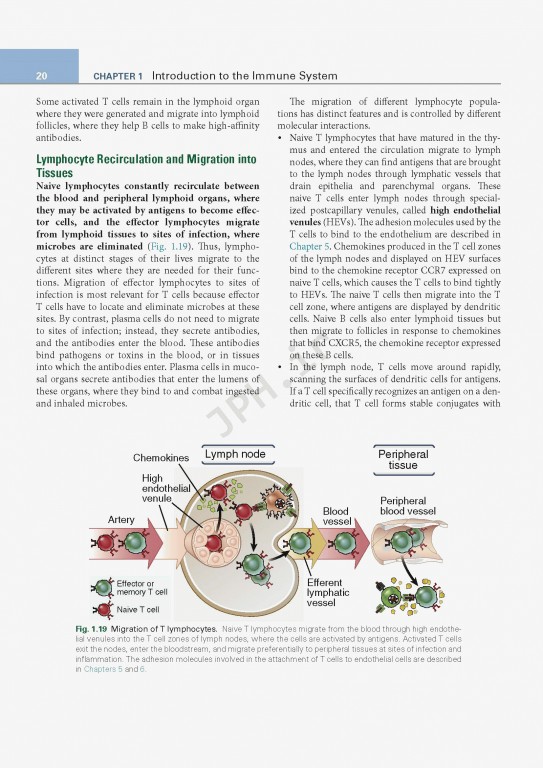 ایمونولوژی پایه ابوالعباس ویرایش ششم | 2020 Basic Immunology Functions and Disorders of the Immune System