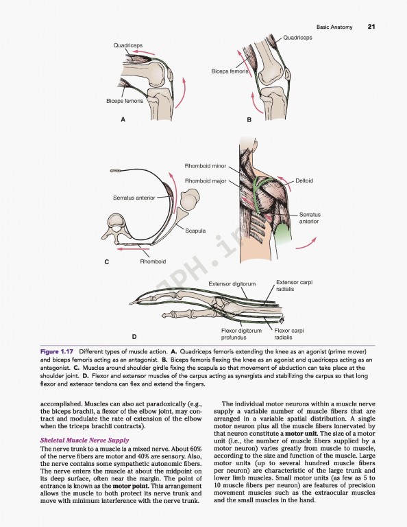 آناتومی بالینی اسنل ویراست دهم | 2019 Snell's Clinical Anatomy by Regions