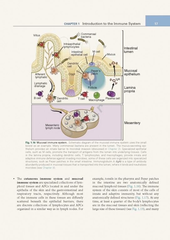 ایمونولوژی پایه ابوالعباس ویرایش ششم | 2020 Basic Immunology Functions and Disorders of the Immune System