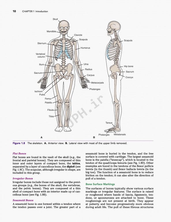 آناتومی بالینی اسنل ویراست دهم | 2019 Snell's Clinical Anatomy by Regions