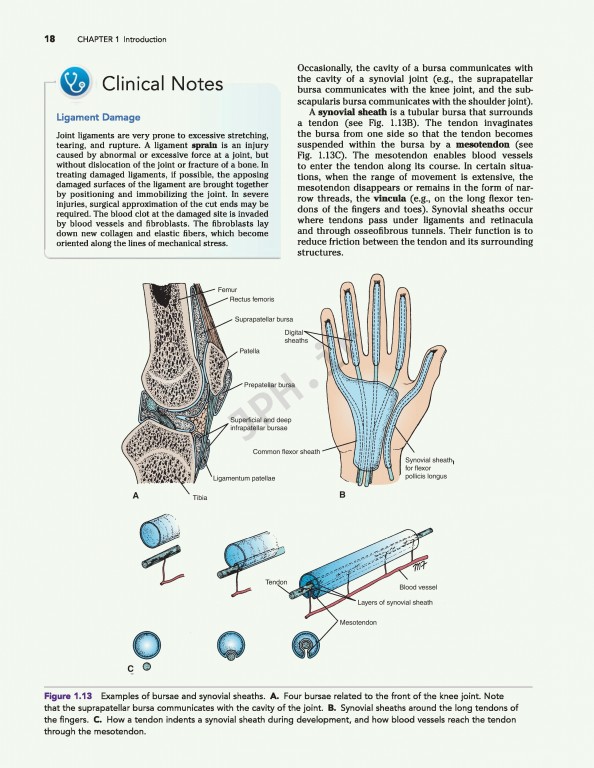 آناتومی بالینی اسنل ویراست دهم | 2019 Snell's Clinical Anatomy by Regions
