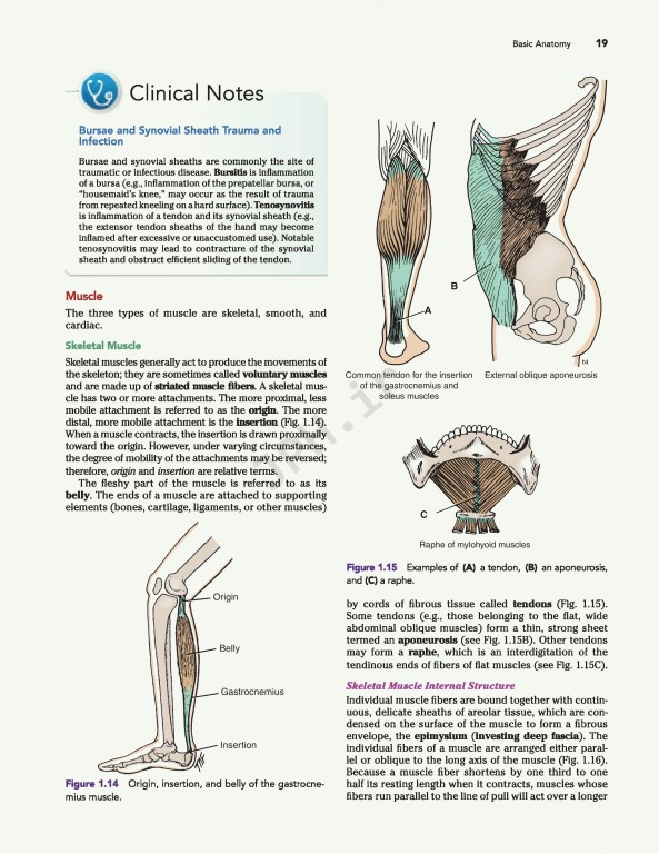 آناتومی بالینی اسنل ویراست دهم | 2019 Snell's Clinical Anatomy by Regions