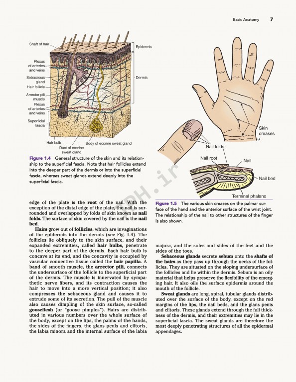 آناتومی بالینی اسنل ویراست دهم | 2019 Snell's Clinical Anatomy by Regions