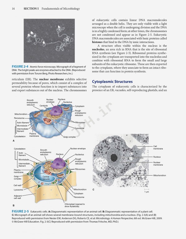Jawetz Melnick & Adelbergs Medical Microbiology 2019 | میکروبیولوژی پزشکی جاوتز
