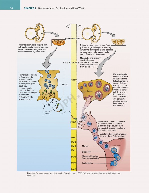 جنین شناسی انسانی لارسن ویرایش ششم 2021 | Larsen's Human Embryology