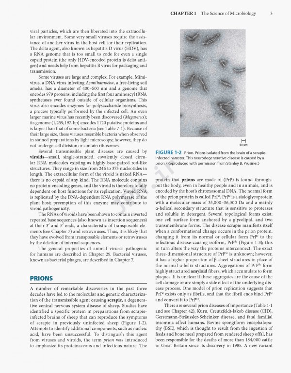 Jawetz Melnick & Adelbergs Medical Microbiology 2019 | میکروبیولوژی پزشکی جاوتز