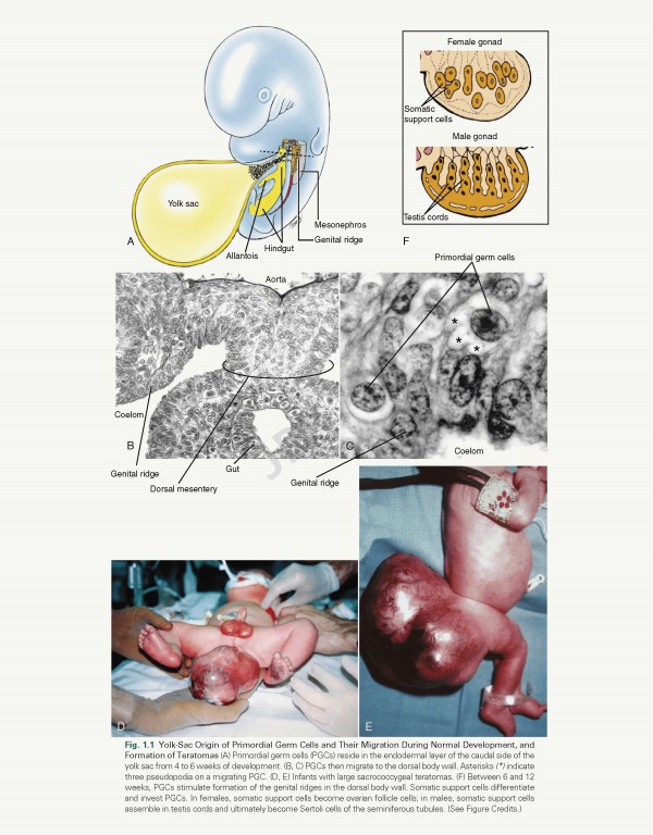 جنین شناسی انسانی لارسن ویرایش ششم 2021 | Larsen's Human Embryology