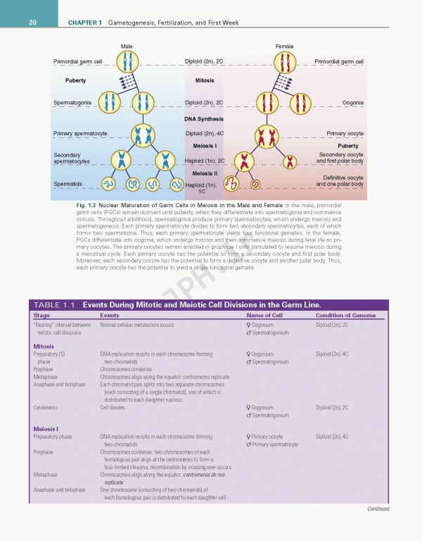 جنین شناسی انسانی لارسن ویرایش ششم 2021 | Larsen's Human Embryology