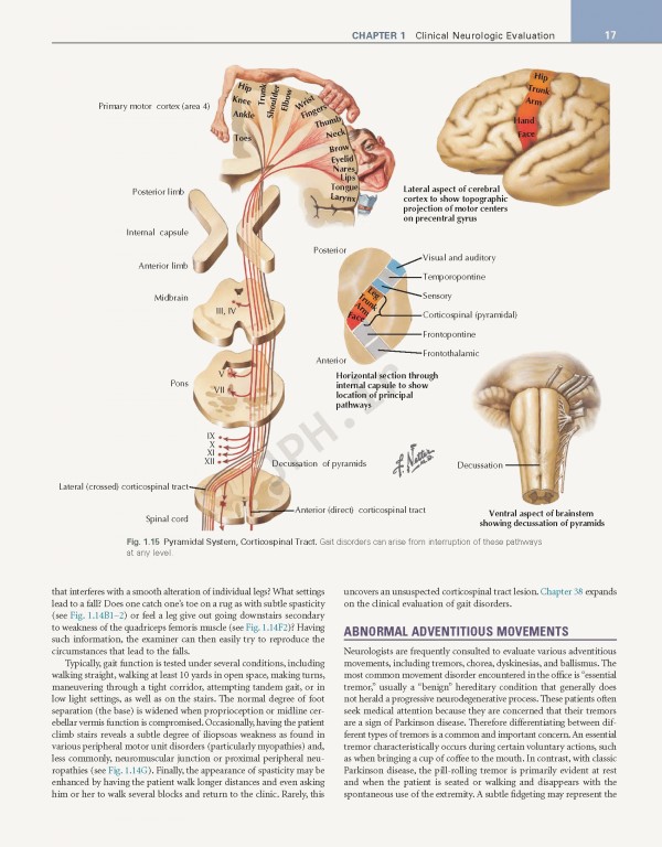 عصب‌شناسی علوم بالینی نتر | Netter's Neurology Netter Clinical Science 3rd Edition 2019