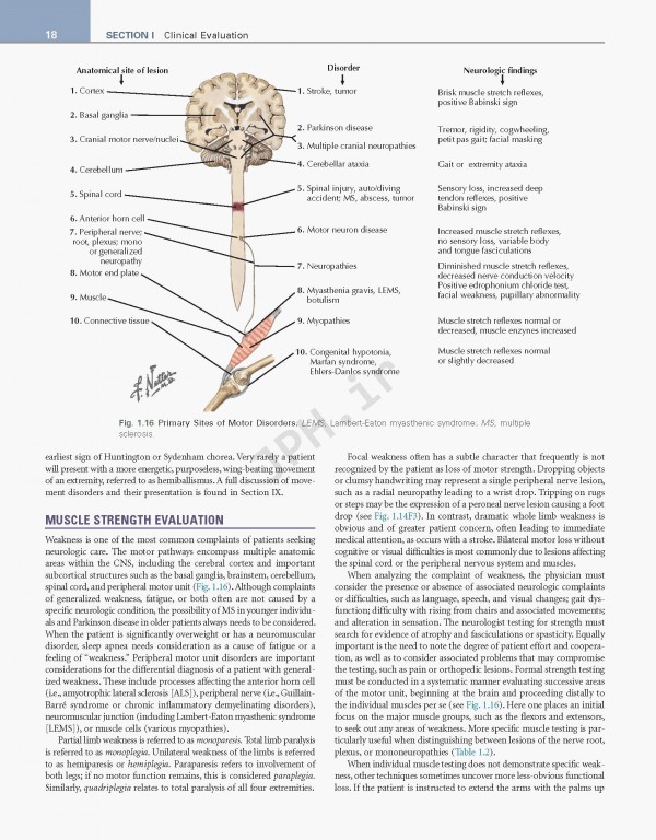 عصب‌شناسی علوم بالینی نتر | Netter's Neurology Netter Clinical Science 3rd Edition 2019