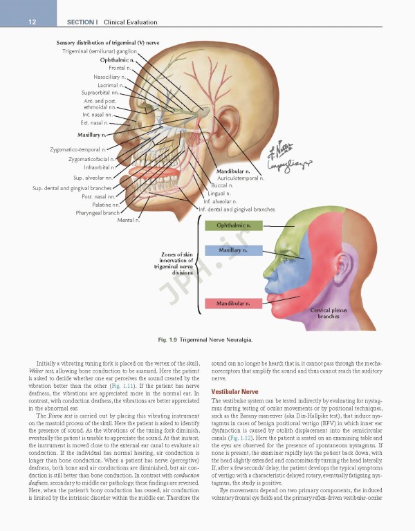 عصب‌شناسی علوم بالینی نتر | Netter's Neurology Netter Clinical Science 3rd Edition 2019
