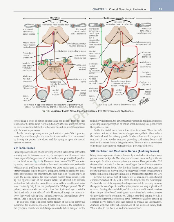 عصب‌شناسی علوم بالینی نتر | Netter's Neurology Netter Clinical Science 3rd Edition 2019