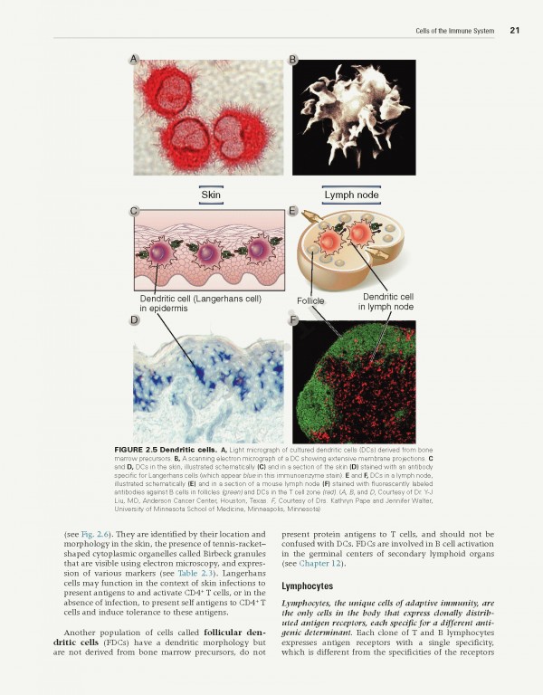 ایمونولوژی سلولی و مولکولی ابوالعباس2021 | Cellular and Molecular Immunology