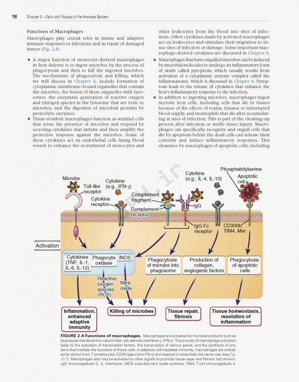 ایمونولوژی سلولی و مولکولی ابوالعباس2021 | Cellular and Molecular Immunology