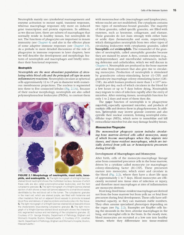 ایمونولوژی سلولی و مولکولی ابوالعباس2021 | Cellular and Molecular Immunology