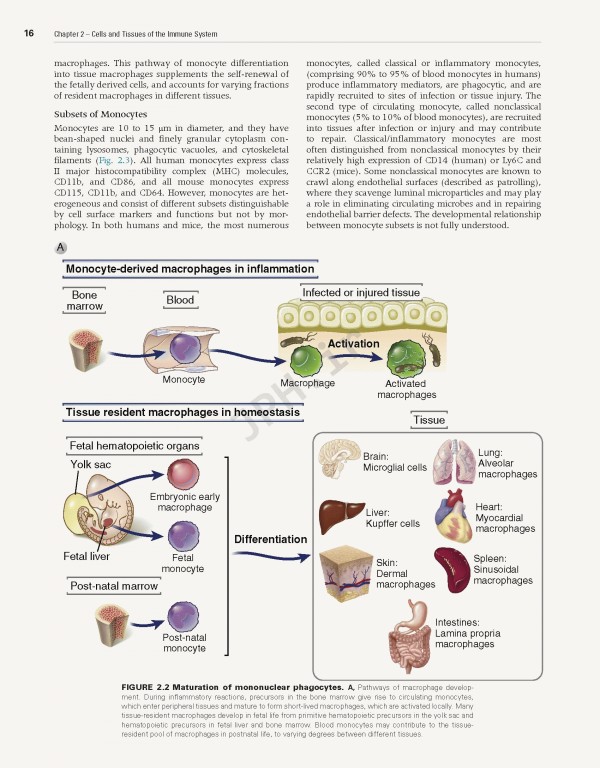 ایمونولوژی سلولی و مولکولی ابوالعباس2021 | Cellular and Molecular Immunology