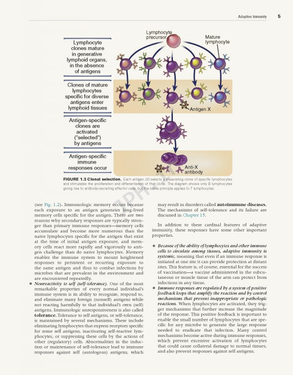 ایمونولوژی سلولی و مولکولی ابوالعباس2021 | Cellular and Molecular Immunology