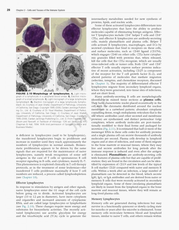 ایمونولوژی سلولی و مولکولی ابوالعباس2021 | Cellular and Molecular Immunology