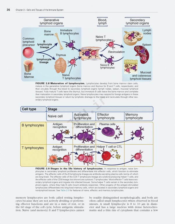 ایمونولوژی سلولی و مولکولی ابوالعباس2021 | Cellular and Molecular Immunology