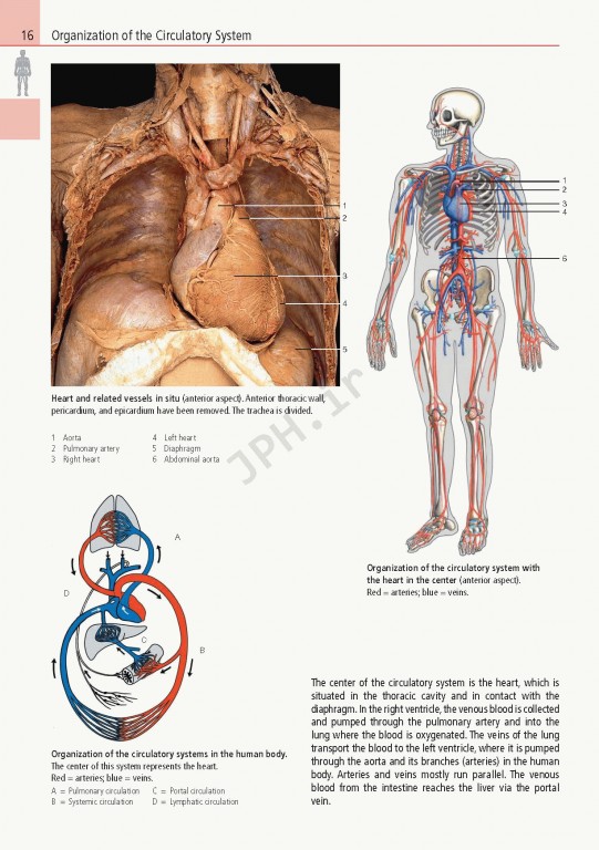 اطلس آناتومی تمام رنگی روهن ویراست هشتم  Rohen Atlas Of Anatomy 2015