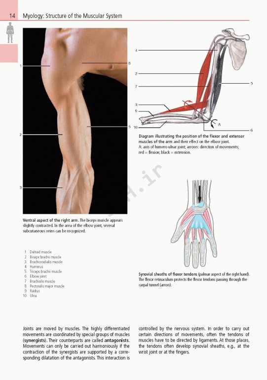 اطلس آناتومی تمام رنگی روهن ویراست هشتم  Rohen Atlas Of Anatomy 2015